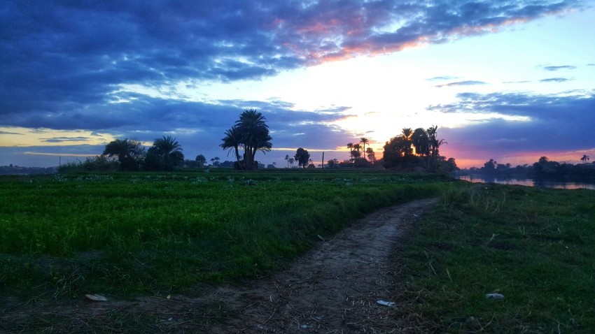 a dirt road going through a lush green field