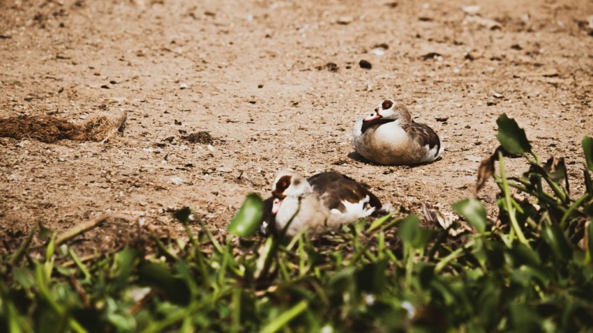 a couple of birds laying on top of a dirt field