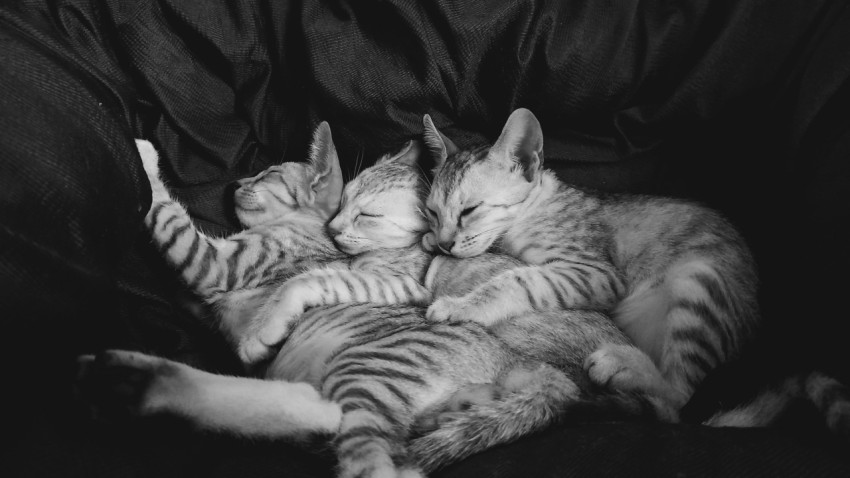 a group of cats sleeping together