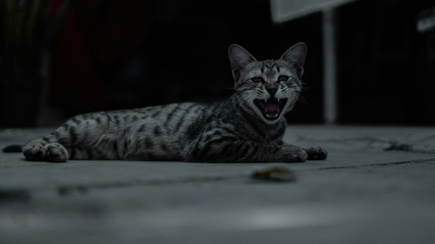 a cat yawns while laying on the ground jT