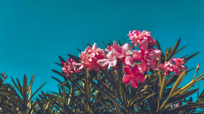 pink flowers with green leaves