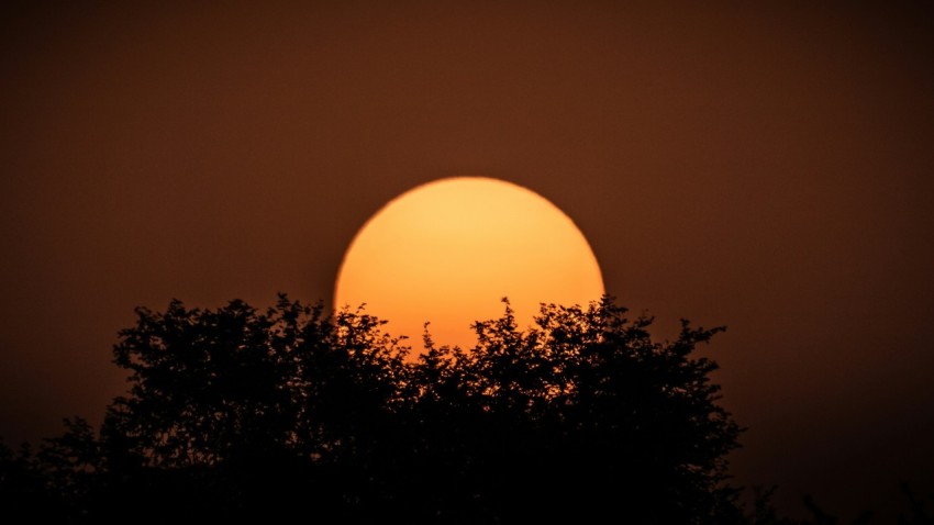 silhouette of trees during sunset