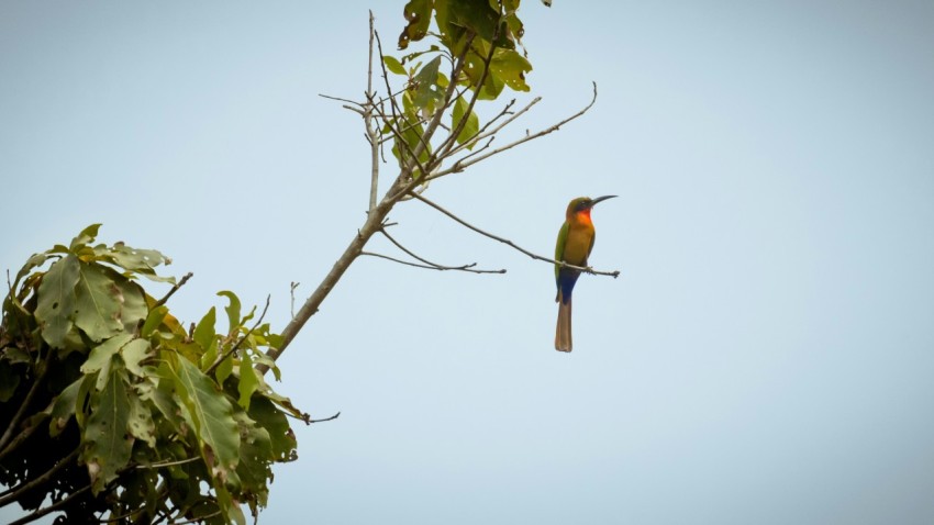 orange and green bird on tree branch