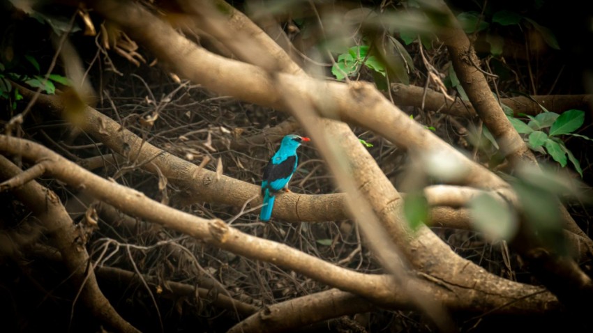 blue bird on brown tree branch during daytime