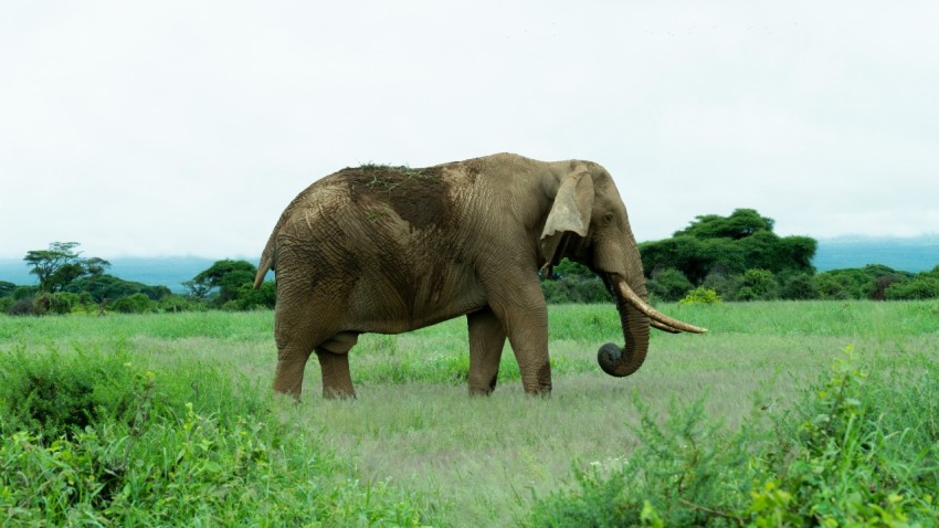 gray elephant on green grass field