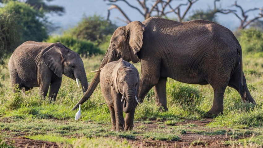 brown elephant on green grass field during daytime