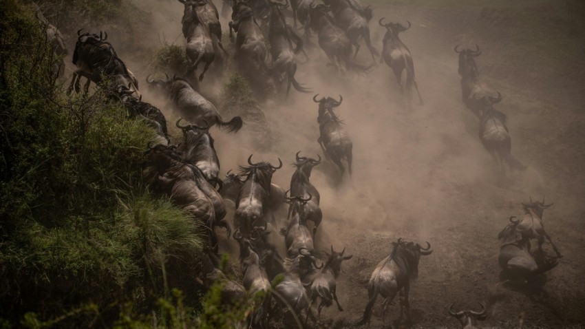 a herd of wildebeest running across a dirt field