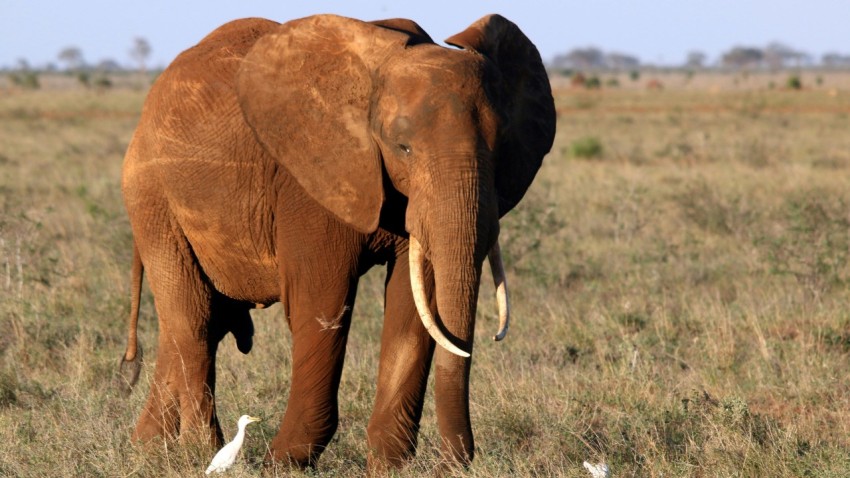 brown elephant on desert