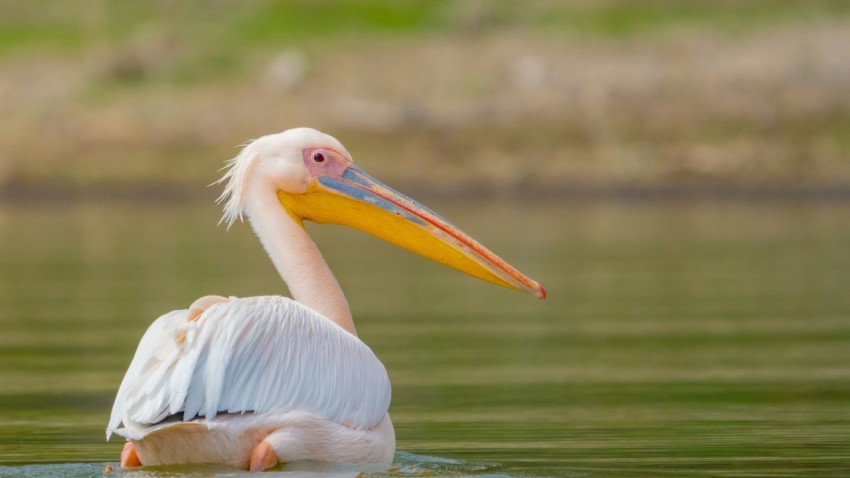 white pelican