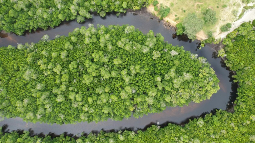 a river running through a lush green forest