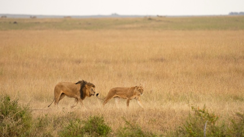 a lion and a lioness running in a field