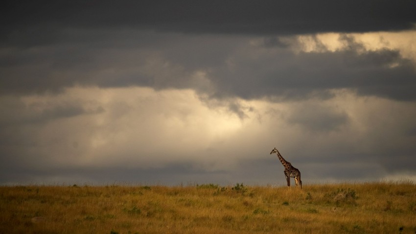 a giraffe in a field
