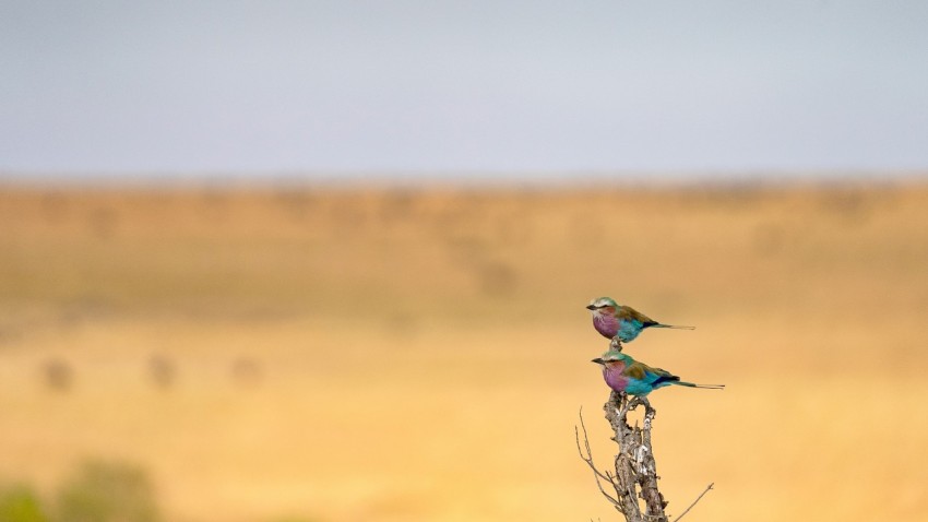 a bird sitting on a branch