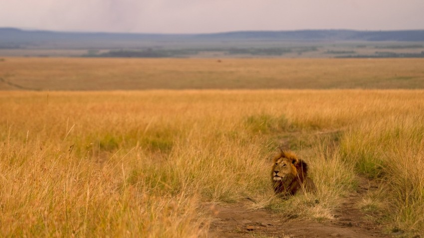 a lion in a field 53CrB3f