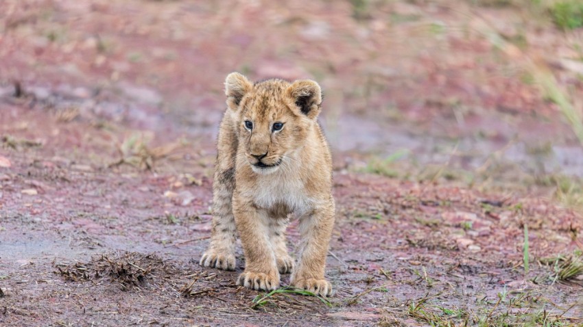 a young lion cub walking across a muddy field