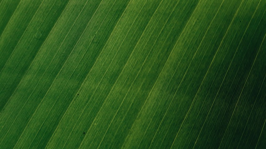 a close up of a large green leaf