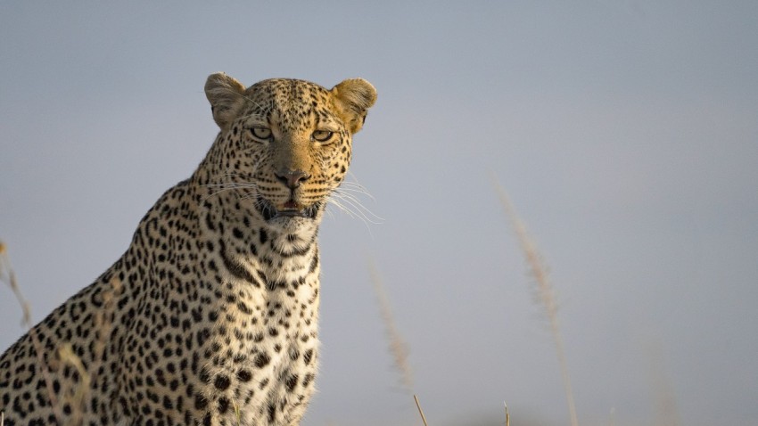 a cheetah with a long neck