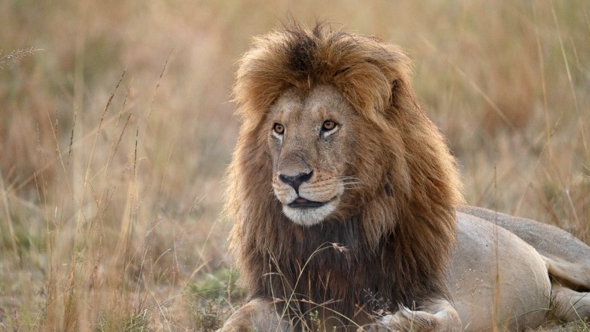 a lion lying down