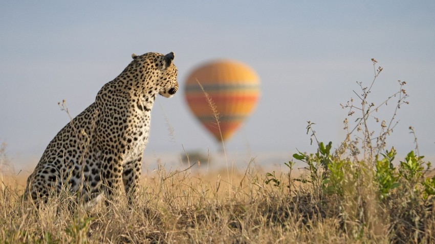 a cheetah with a ball in the air