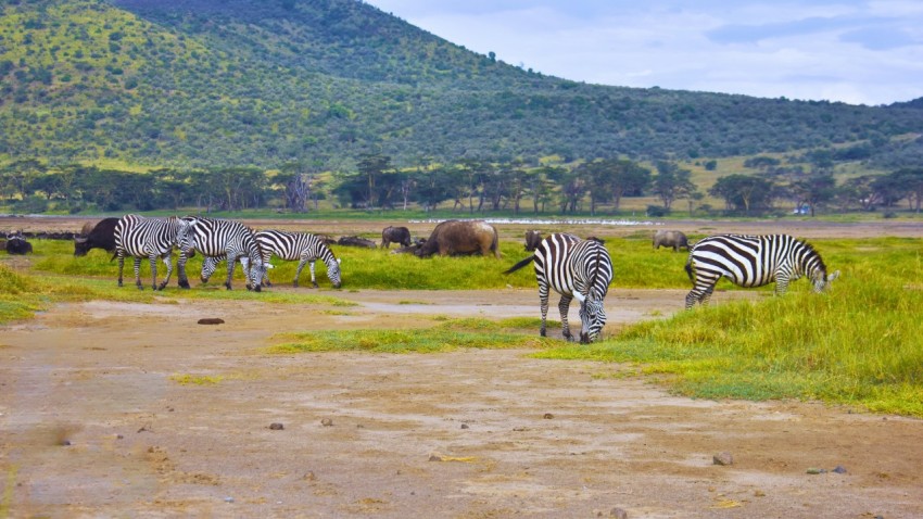 a herd of zebra grazing on a lush green field