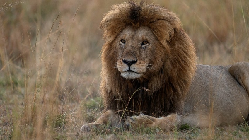 a lion lying down