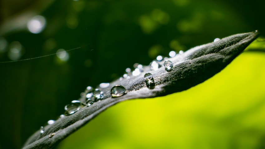 water droplets on green leaf