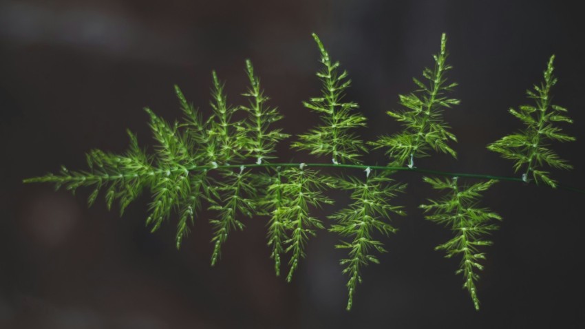 green leaf plant in close up photography