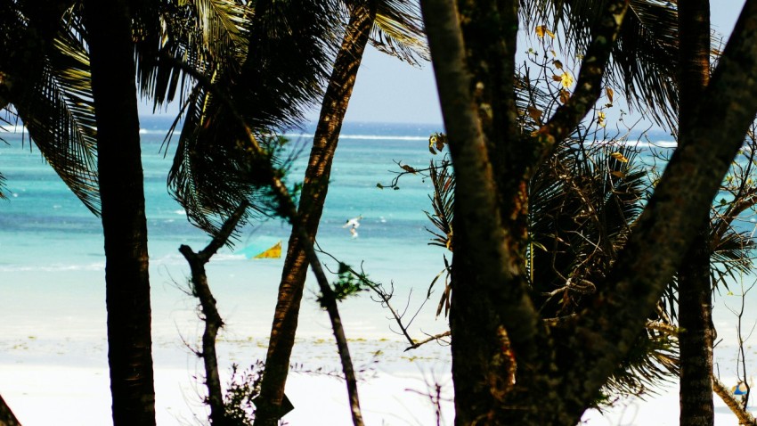 green palm tree near body of water during daytime