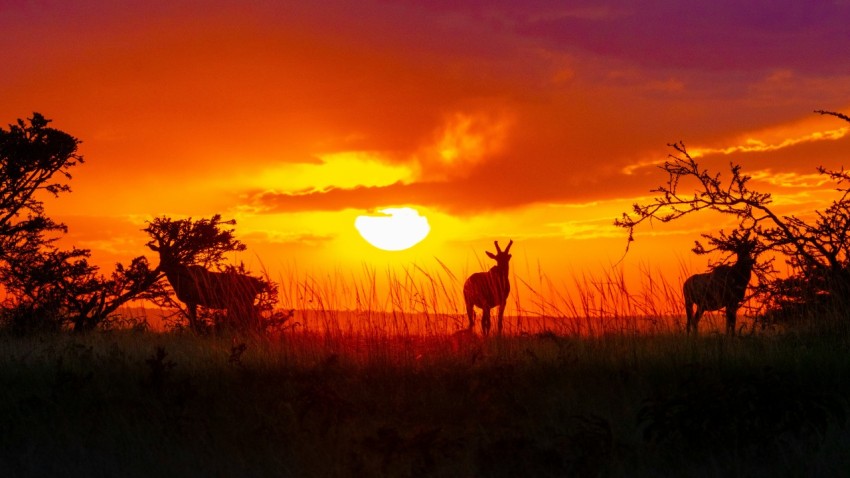 silhouette of deer on grass field during sunset