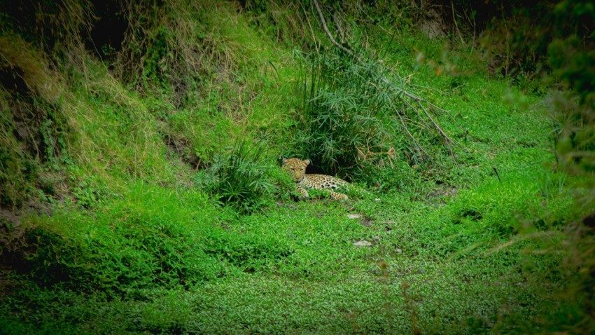 a small animal in a grassy area