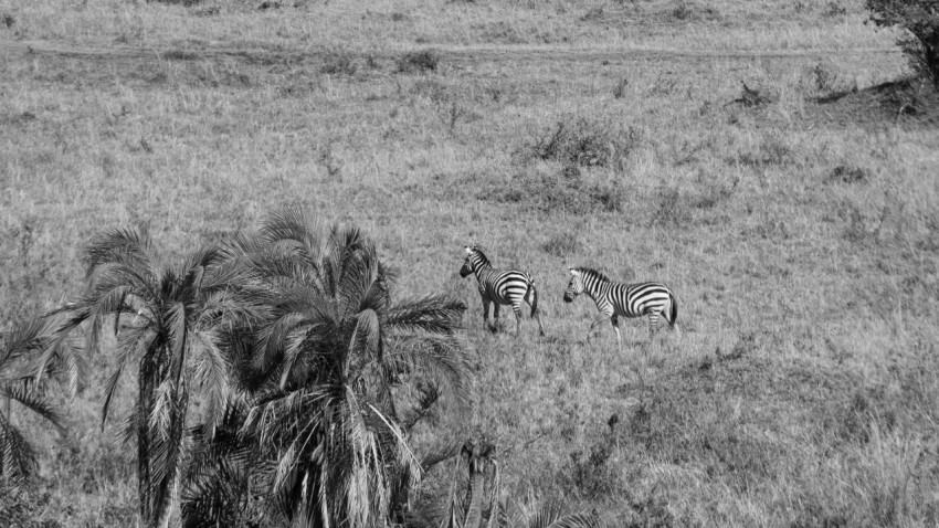 zebras in a grassland