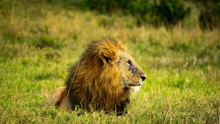 a lion laying down in a grassy field oNP