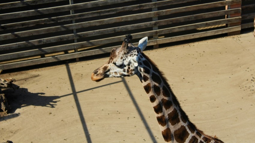 a giraffe stands in a zoo enclosure