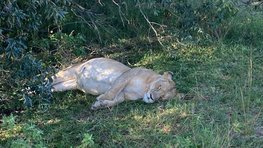 a white lion laying down in the grass 5ax7z