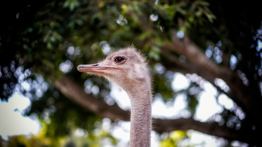 brown ostrich in tilt shift lens