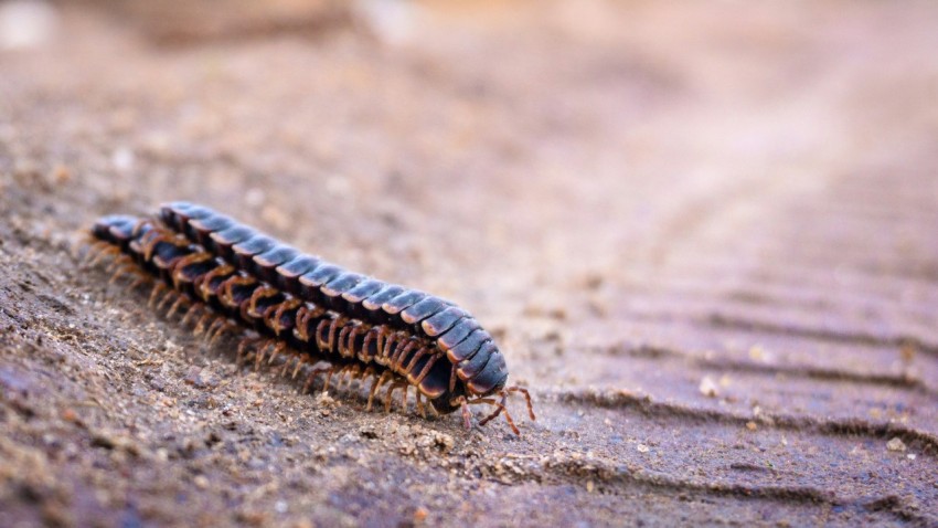 black and blue caterpillar on gray concrete surface