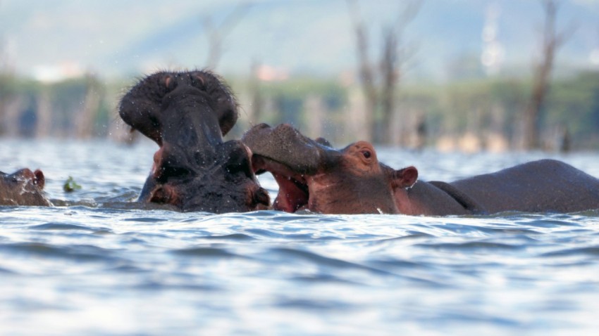 brown animal on body of water during daytime 2qnII7uER