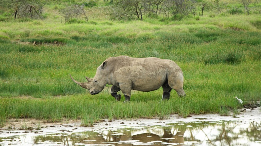 a rhino grazing in a grassy field next to a body of water