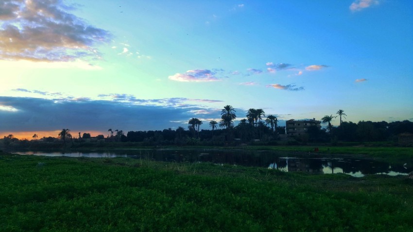 a grassy field with a pond and palm trees in the background