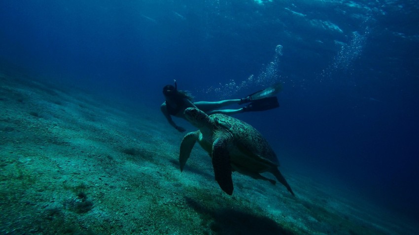 a person swimming with a fish