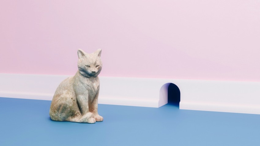 a white cat sitting on a blue floor next to a pink wall