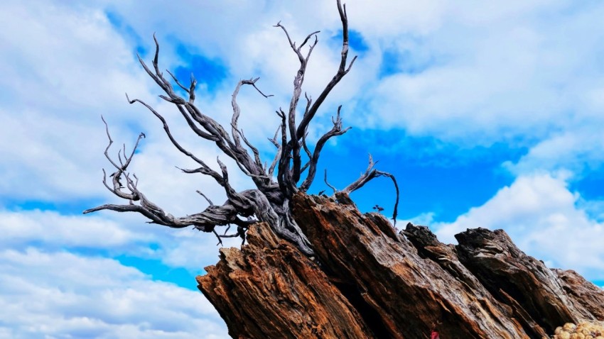 a tree that is standing in the sand