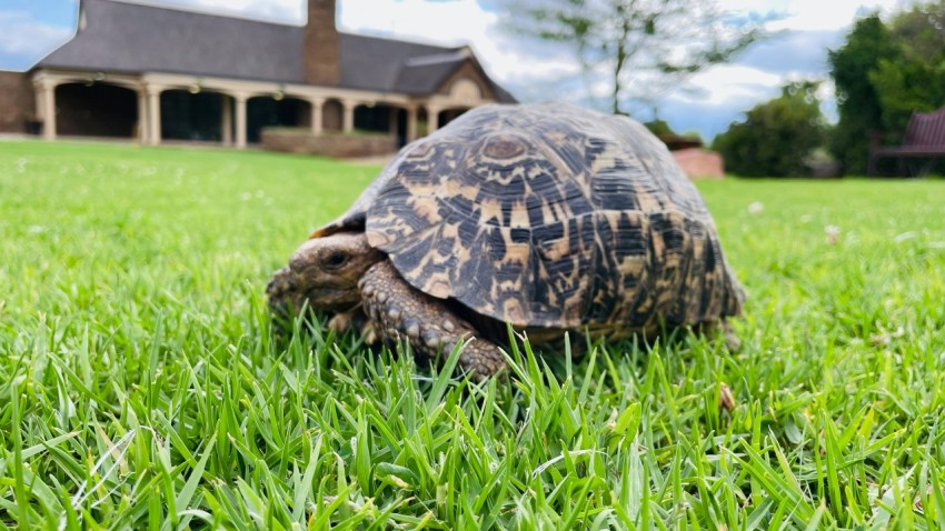 a large turtle walking across a lush green field