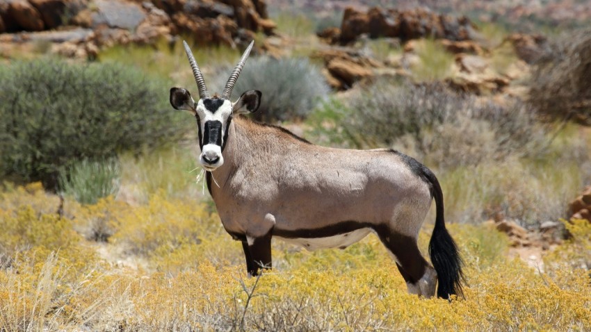 brown and white animal on green grass during daytime Vi 2