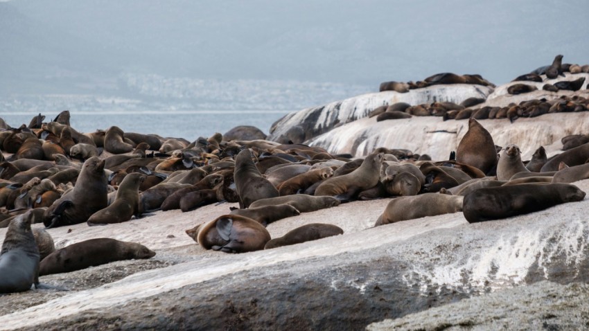 a group of seals on a beach lrP1zY