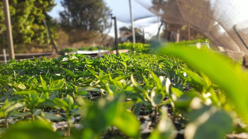 a close up of some plants