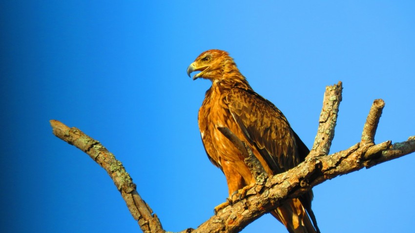 a large bird perched on top of a tree branch