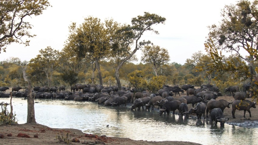 a herd of elephants drinking water from a river S51FXpq