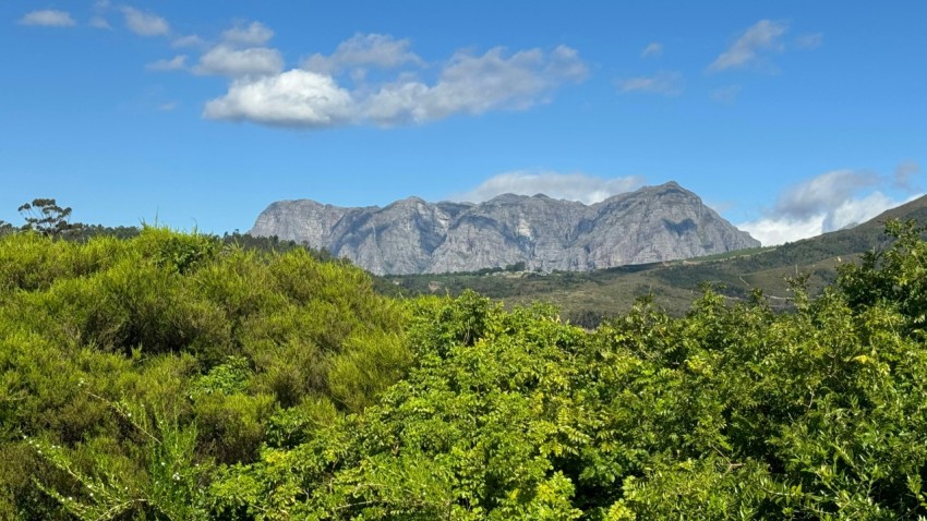 a mountain range with trees and bushes in the foreground fk