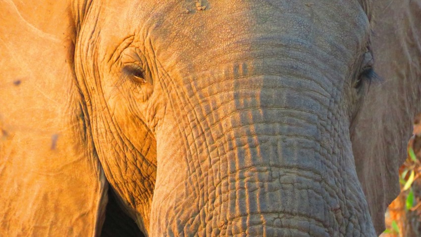 a close up view of an elephants face